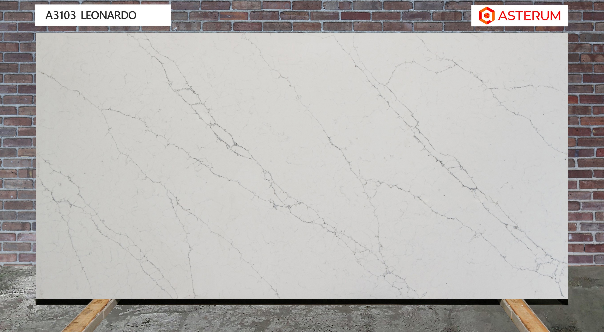 Asterum 3103 Leonardo